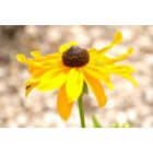 Ežiuolė gali perpus sumažinti peršalimo tikimybę