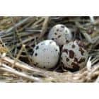 Putpelių kiaušiniai – maži, bet naudingi