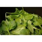 Špinatai – dieviškieji lapeliai