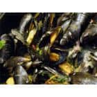 Gurmanų džiaugsmas – midijos