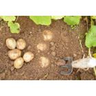 Ant stalo – šviežios bulvės