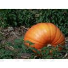 5 svarbiausi maisto produktai trokštančioms sulieknėti