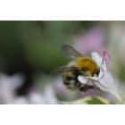 Kuo gydyti vabzdžių įkandimus