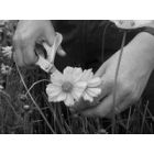 Nuodingi augalai jūsų sode