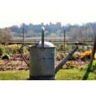 Daržovinių kultūrų laistymas