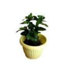 Kambarinių augalų laistymas per atostogas