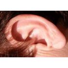 Negydomo ausų uždegimo pavojai