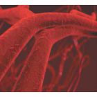 Zofenoprilis: nauji faktai apie poveikį aterosklerozei