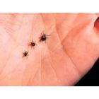 Stambiu planu – ranka, laikanti tris mažas erkes ant delno. Fone matoma oda, kuri suteikia erkių dydžio skalę. Šviesesnio odos atspalvio fone erkės atrodo tamsios. - Pasveik.lt Stambiu planu – ranka, laikanti tris mažas erkes ant delno. Fone matoma oda, kuri suteikia erkių dydžio skalę. Šviesesnio odos atspalvio fone erkės atrodo tamsios.
