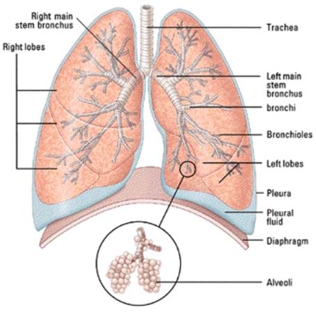 Testas apie pagrindinį kvėpavimo organą - plaučius