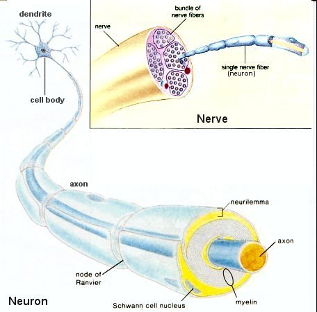 Testas apie nervų sistemą