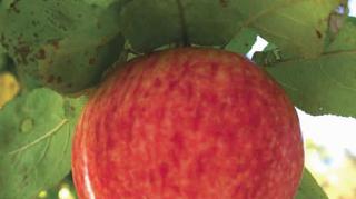 Dovanoti obuolį – reiškia linkėti sveikatos