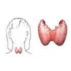 Iliustracijoje pavaizduota žmogaus skydliaukė, dar vadinama struma. Kairėje diagramoje paryškinta jo vieta žmogaus galvoje ir kakle. Dešinėje – detaliai pavaizduotas pats gūžys.