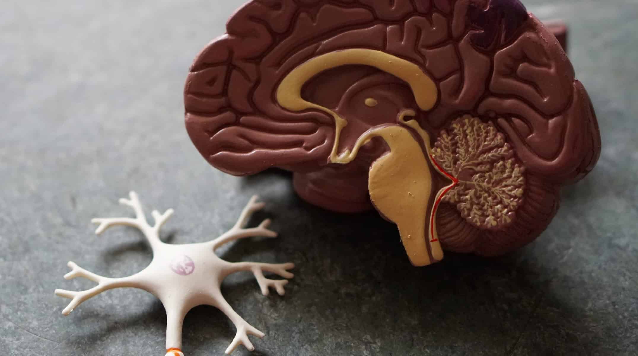 Žmogaus smegenų skerspjūvio modelis rodomas tamsiame paviršiuje, šalia atskiro neurono modelio. Sudėtingos detalės išryškina smegenų vidines struktūras ir neuronų išsišakojusius dendritus, suteikdamos įžvalgos, kaip šie elementai yra susiję su liga ir savigyda.