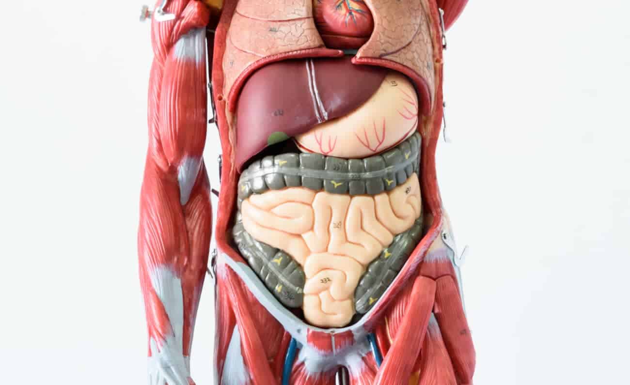 Mokomasis anatominis modelis, kuriame demonstruojami žmogaus vidaus organai, tokie kaip raumenys, kepenys, žarnos ir skrandis. Segmentuota išsamiam tyrimui, išryškina struktūras, susijusias su virškinimo problemomis (virškinimo sutrikimais) ir rūkymo poveikiu (rūkymas), kad būtų galima visapusiškai mokytis.